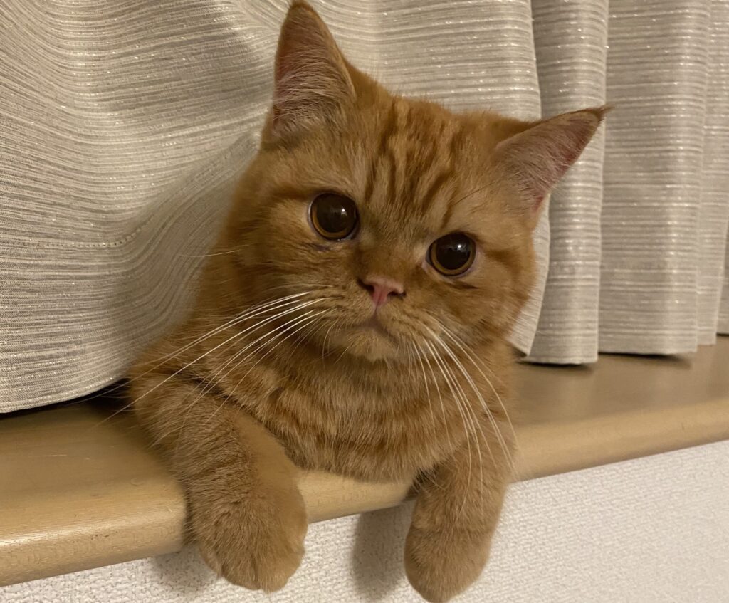 エキゾチックのゆうま