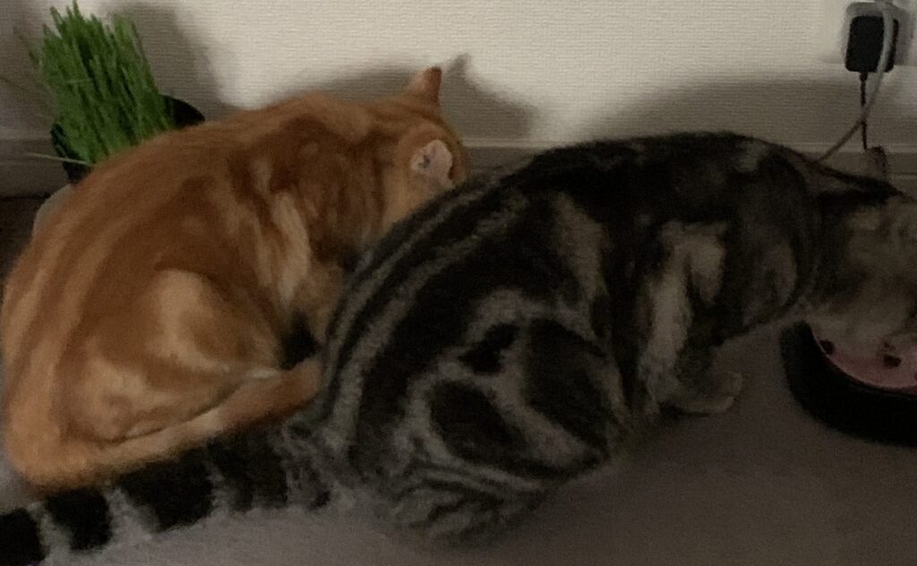 ゆうまとしょうすけ