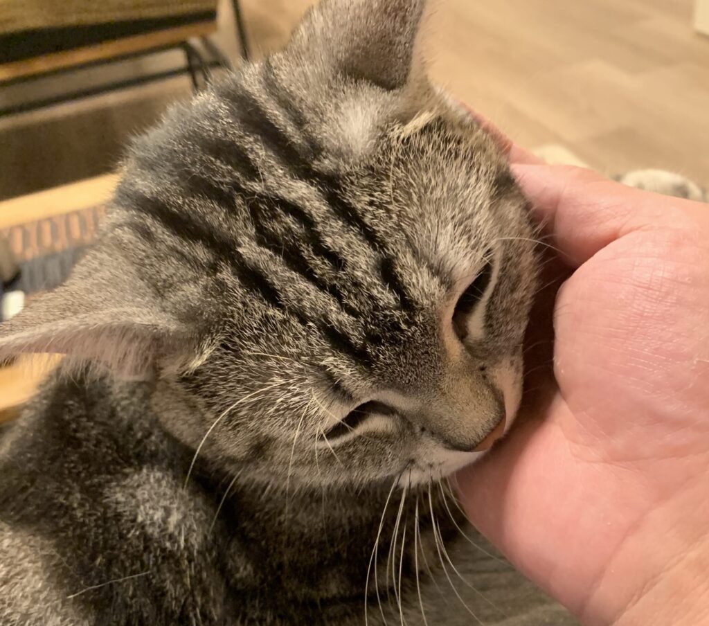 猫マッサージ
