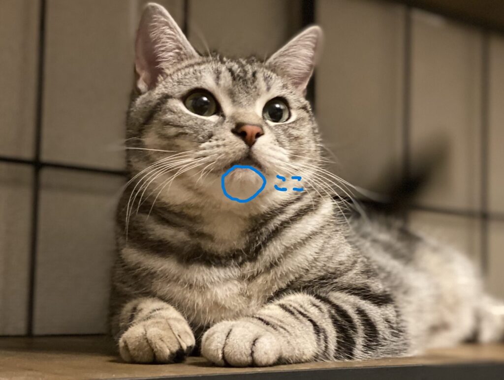 ハゲがなおってるしょうすけ