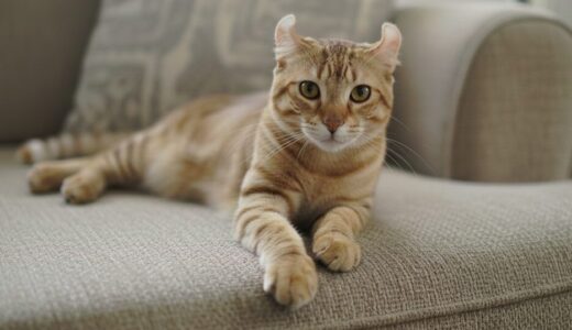 ハイランダーの性格・特徴・飼い方｜ワイルド顔なのに超フレンドリーな大型猫